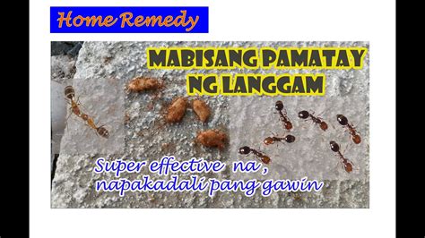 Mabisang Pamatay sa Langgam sa Bahay – Pamatay.